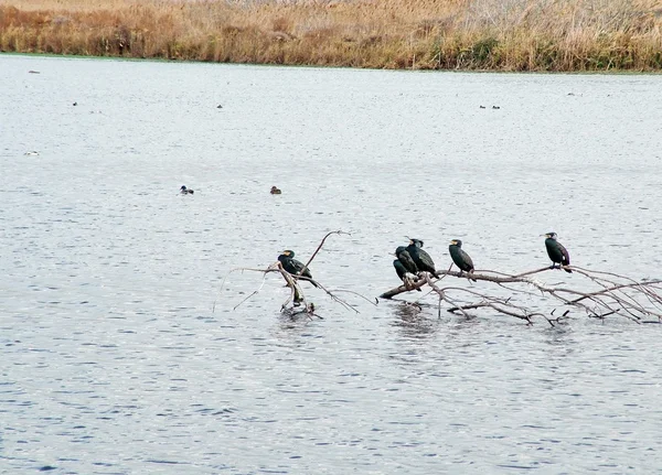 Watervogels in hula valley — Stockfoto