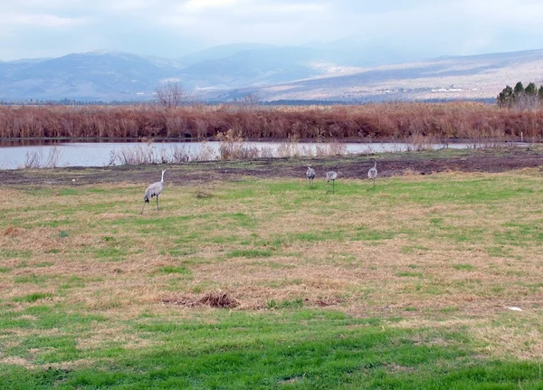 Common Cranes at Hula Valley — Stock Photo, Image