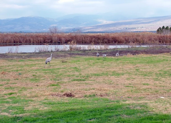 Guindastes comuns em Hula Valley — Fotografia de Stock