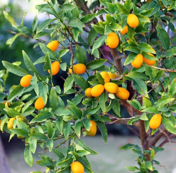 Árbol Kumquat — Foto de Stock