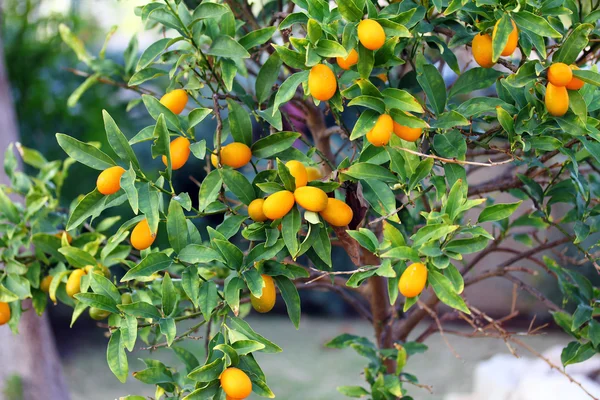 Albero di Kumquat — Foto Stock