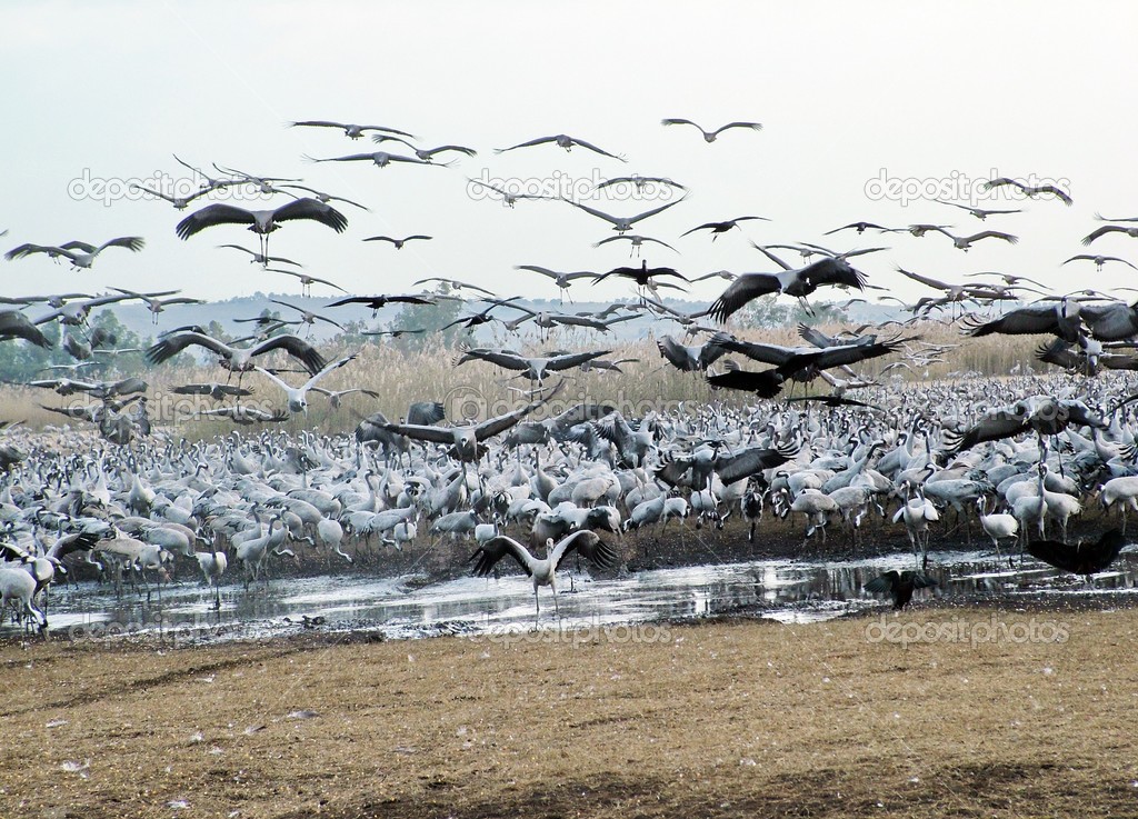 Common Cranes at Hula Valley
