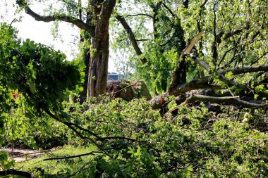  Düşmüş ağaç parkta ağır rüzgarlar tarafından üflenir