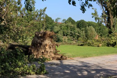  Düşen ağaçlar parkta ağır rüzgarlar tarafından üflenir
