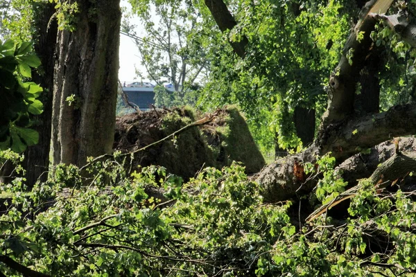 Padlý strom foukané přes těžké větry v parku — Stock fotografie