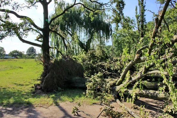 Padlý strom foukané přes těžké větry v parku — Stock fotografie