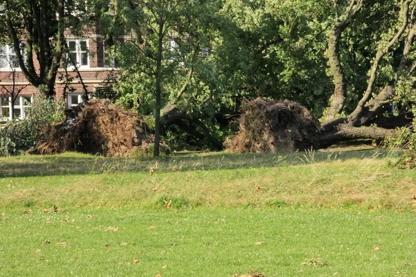 Arbres tombés soufflés par des vents violents dans le parc — Photo