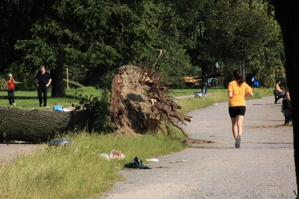 Grupp människor på parken nära fallna träd blåst över av kraftiga vindar — Stockfoto