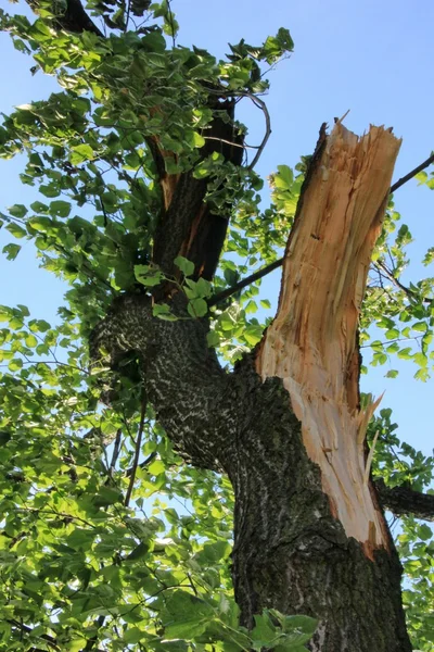 Árbol roto soplado por fuertes vientos en el parque —  Fotos de Stock