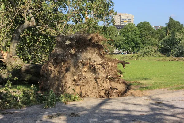 Arbre tombé renversé par des vents violents dans le parc — Photo