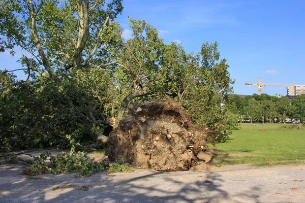 Arbre tombé renversé par des vents violents dans le parc — Photo