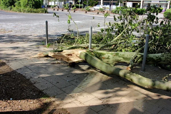 Rama caída del árbol soplada por fuertes vientos en el pavimento Imagen De Stock