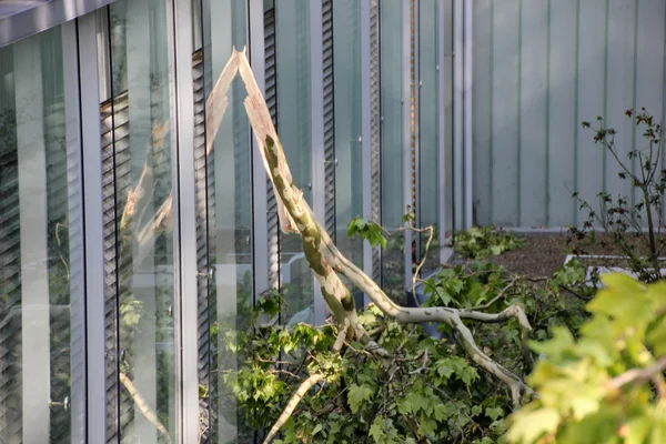 Caída rama de árbol soplado por fuertes vientos en el balcón de la casa apprartment Imagen De Stock