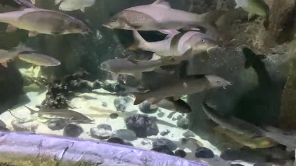 Volně Žijící Kapr Obecný Cyprinus Carpio Jiné Ryby Akváriu — Stock video