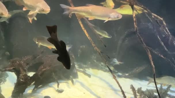 Ryby Divoké Řeky Akváriu — Stock video