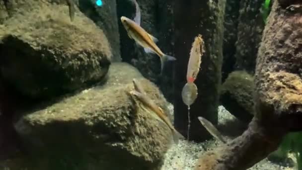 Wilder Flussfisch Aquarium — Stockvideo