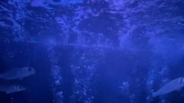 Akvaryumdaki vahşi nehir balığı. 4K