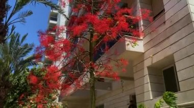 Akçaağaç yapraklı brachychiton, diğer adıyla akçaağaç yapraklı sterculia, diğer adıyla alevli ağaç (Brachychiton acerifolius). 4K