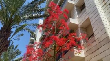 Akçaağaç yapraklı brachychiton, diğer adıyla akçaağaç yapraklı sterculia, diğer adıyla alevli ağaç (Brachychiton acerifolius). 4K