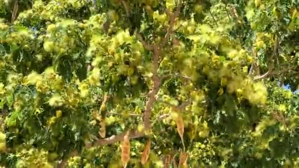 Blühende Akazien Mit Schoten Aus Der Ernte Des Letzten Jahres — Stockvideo