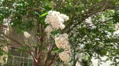 Güzel çiçek açan Sarusuberi Miso Haigi, içinde crape myrtle, lagerstroemia indica, lythrum anceps familyasından etiketler var. 4K