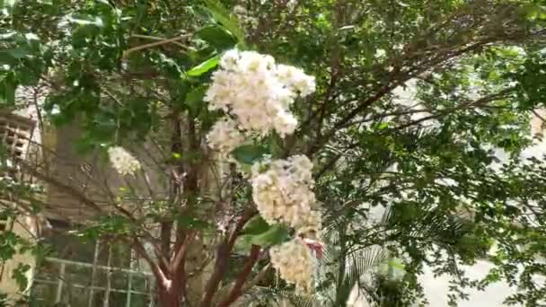 美しい花を咲かせるサルスベリ味噌ハイジには クレープミルクルのタグ ラガーストローム性インディカ リュウムアンカプス科などがあります — ストック動画