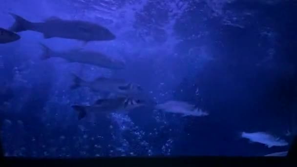 水族馆里的野生河鱼 — 图库视频影像