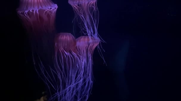 사오라 Chrysaora Fuscescens 태평양에 떠다니는 포조아 태평양 Pacific Sea Nettle — 비디오