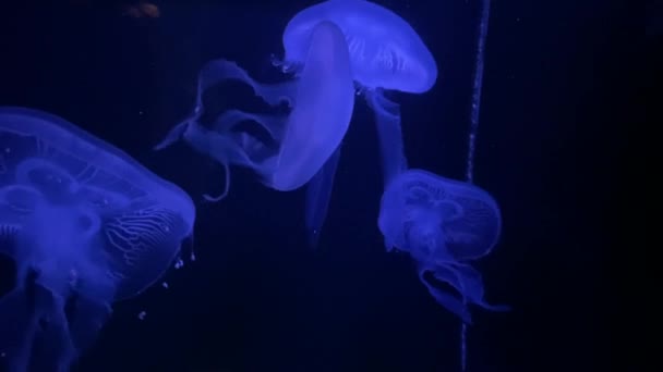 Pokojowa Meduza Pływająca Dookoła Oświetlona Niebiesko — Wideo stockowe