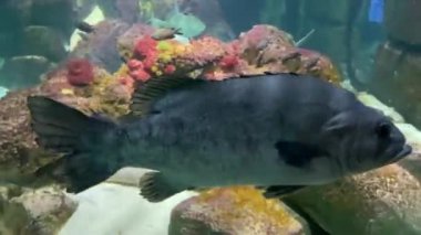 Moray, taşların arasında pusuda bekliyor. 4K