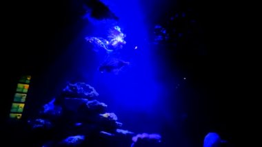 Mercan resifi tropikal balıklar. Kırmızı aslanbalığı (Pterois volitans). 4K