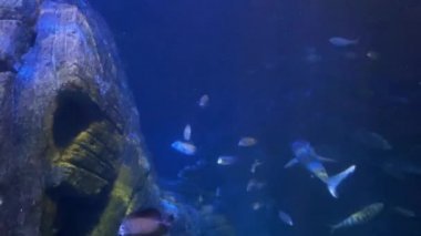 Mercan resifi tropikal balıklar. Köpekbalığı 4K