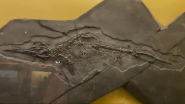  Ichthyosaurus fosil iskeleti, Nymphenburg Sarayı 'ndaki 