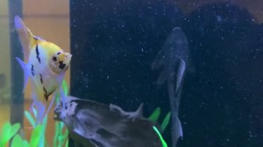 Akvaryumda. 4K