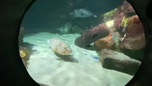 Ryba Tropikalna Rafy Koralowej — Wideo stockowe