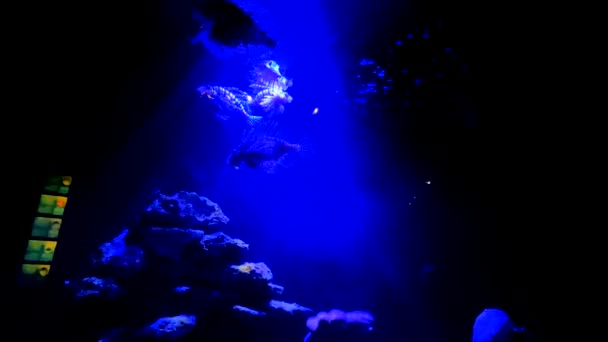 Recifes Coral Peixes Tropicais Peixe Leão Vermelho Pterois Volitans — Vídeo de Stock
