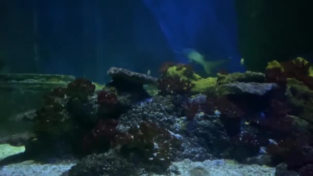 Ryba Tropikalna Rafy Koralowej Rekin — Wideo stockowe