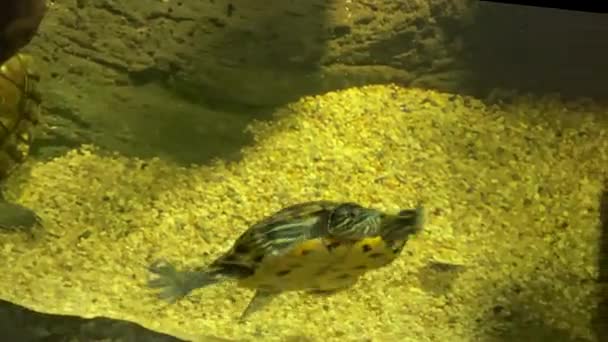 Tartaruga Nadando Aquário Conceber Tartarugas Como Animais Estimação — Vídeo de Stock