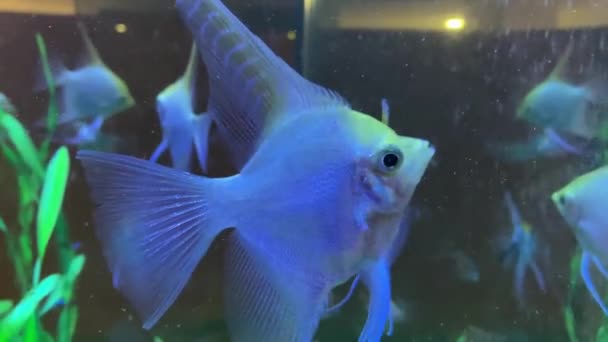 수족관에 이국적 물고기가 — 비디오