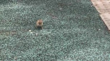 Serçe ekmek kırıntılarını gagalar. HD