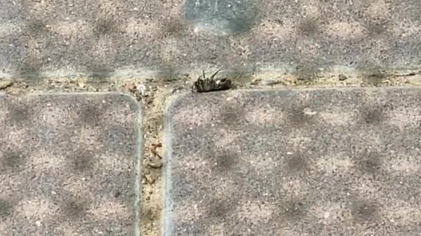 Formigas Arrastam Uma Abelha Morta Para Formigueiro — Vídeo de Stock