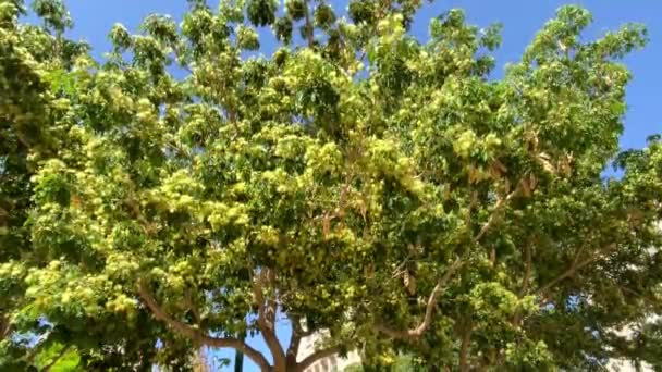 Acacia Fleurs Avec Gousses Récolte Dernier — Video