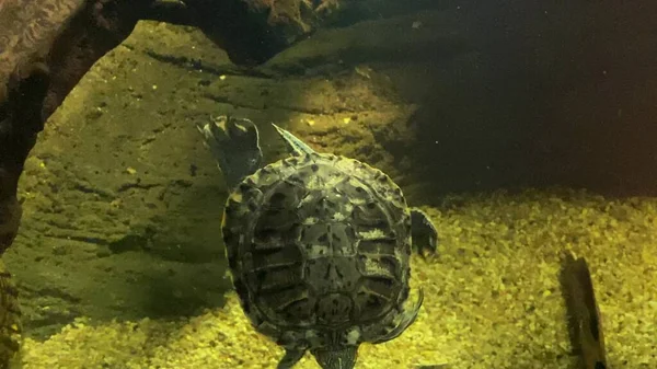 Tartaruga Che Nuota Acquario Concetto Tartarughe Come Animali Domestici — Foto Stock