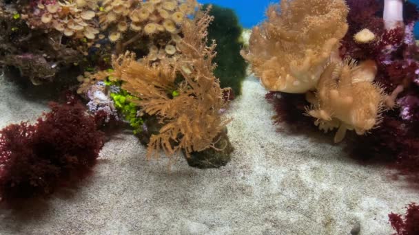Recifes Coral Peixes Tropicais — Vídeo de Stock