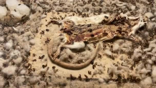 Комахи Їдять Мертвого Щура Кілометровий — стокове відео