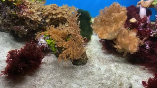 산호초입니다 — 비디오