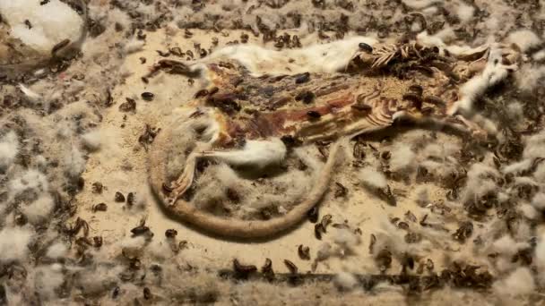 ミュンヘン ドイツ 2021年7月30日 ニンフェンブルク宮殿と公園の複合施設にある博物館 人と自然 のホールの一つの内部 昆虫は死んだネズミを食べる — ストック動画