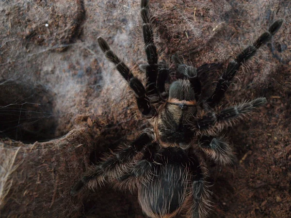 Spider - fowler curly — Stock Photo, Image