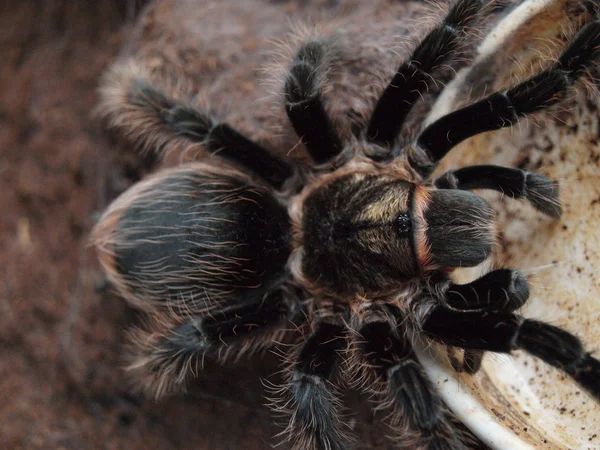 거미-곱슬 파울러 — 스톡 사진