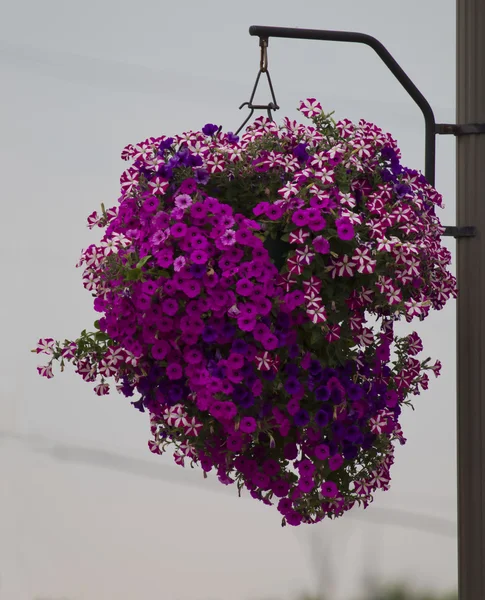 Hanging basket of purple flowers